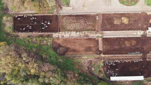 Grote boerderij met faciliteiten, waaronder uitgestrekte velden en rundveestallen. Industriële landbouw en agronomie concept. Koeien en stieren zwerven rond in grote omheinde kronen in veeteelt — Stockvideo