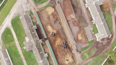 Tuğla ağılları ve bir sürü ineğin yalakta yediği büyük endüstriyel tarım çiftliği. Çiftçilik ve tarım kavramı. Taşradaki en iyi mandıra manzarası. İneklerle dolu ahır.