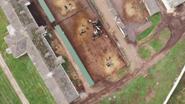 Rebaño de vacas que comen dentro del establo de establos en la granja lechera, vista aérea. Vacas de granja lechera llevadas al matadero en la fábrica de carne. Muchas vacas y toros deambulan en grandes corrales cercada en tierras de cría de animales — Vídeos de Stock