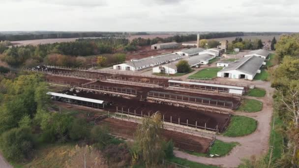 Stor ladugård med massor av kor. Stabil med kor, koja och revir med staket. En flock kor som äter på mjölkgården. Flygdrönare syn på gården — Stockvideo