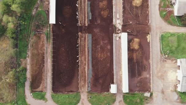 Gran granja agrícola con establo de establos con rebaño de vacas en el campo. Granja de vacas con edificios de ladrillo y muchas vacas pastando. Granja lechera con terneros y vacas pequeñas — Vídeo de stock