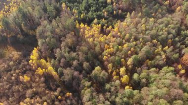 Sonbahar mevsiminde orman. Sonbaharda yeşil çam ağaçları ve sarı sonbahar ormanlarıyla güzel bir manzara.
