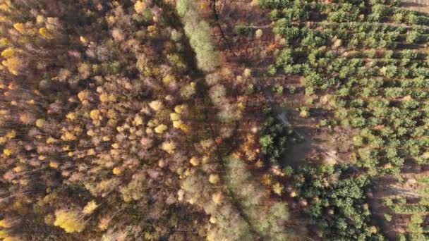 Bosque de otoño temprano, vista superior del dron. Madera con coníferas verdes, árboles caducos con hojas amarillas y rojas. Hermoso bosque — Vídeos de Stock