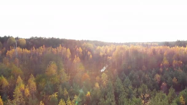 Upadek lasu z rzeki. Dron strzał z jesiennego drewna z kolorowych drzew — Wideo stockowe