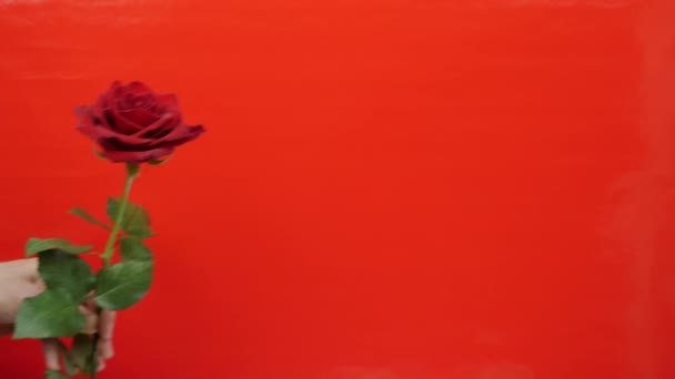 Hand schenkt dem Weibchen zum Valentinstag eine einzige rote Rose. Hand hält Rosenblüte, aus nächster Nähe. Mann schenkt Frau rote Blume — Stockvideo