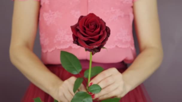 Kobieta trzyma jedną czerwoną różę z bliska. Kobiece dłonie pokazują czerwony kwiat róży, zbliżający się do kamery. Prezent na urodziny lub Walentynki — Wideo stockowe