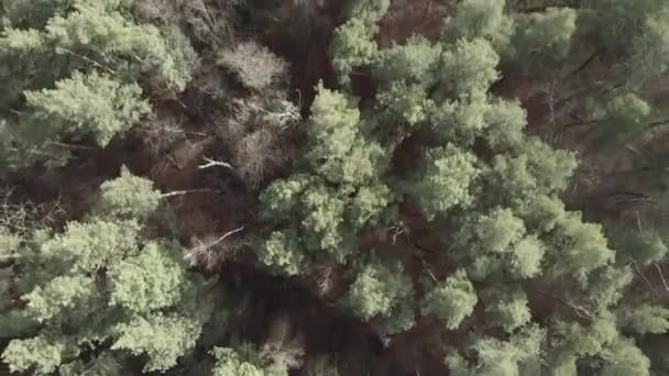 Autumn forest with pine trees at cloudy grey day. Beautiful wood at autumn season, aerial drone view — Stock Video