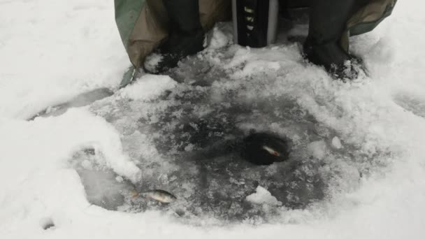 Fiskaren fångade fisk i ett ishål. Man med metspö fångad fisk på frusen sjö — Stockvideo