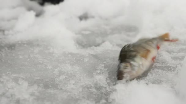 Peixe na neve. Peixe poleiro foi capturado pelo pescador. Pesca de inverno no buraco de gelo — Vídeo de Stock