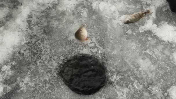 漁師は氷の穴から魚を引き抜く。男は氷の穴で魚を捕まえた。冬の釣り — ストック動画