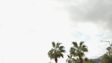 Bulutlu gri gökyüzünün altından geçen palmiye ağaçlarının manzarası. Rüzgarda sallanan yapraklı palmiye ağaçları