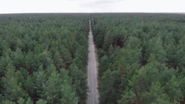 Yol bisikleti. Bisikletli pedal çeviriyor. Ulusal parkta ya da ormanda bisiklet sürme