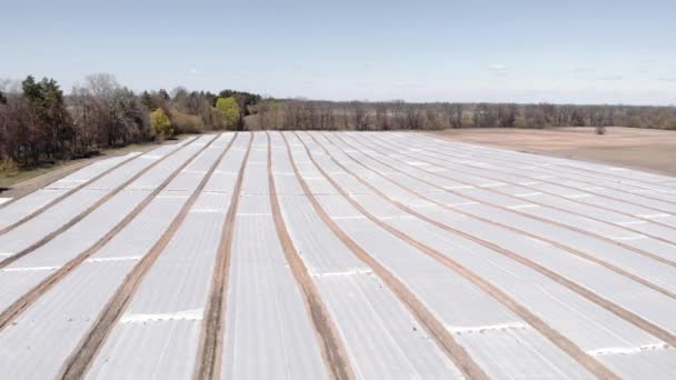 Campo de agricultura com cama de plástico mulch. Camada de plástico no campo para culturas — Vídeo de Stock