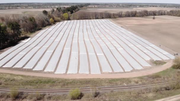 Gewassen in rijen bedekt met plastic mulch voor. Landbouwgebieden. Agronomie — Stockvideo