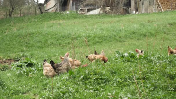 Kycklingar äter spannmål på frigående gård med grönt gräs. Hönor i trädgården — Stockvideo
