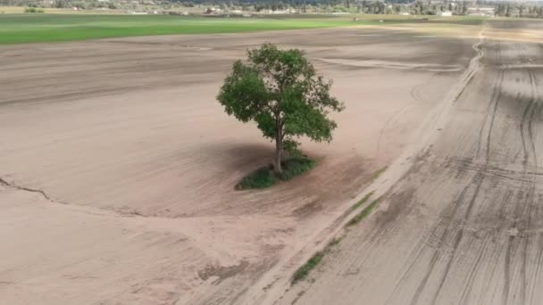 フィールドの大きな緑の木。日当たりの良い草原で新鮮な葉を持つ春の木 — ストック動画