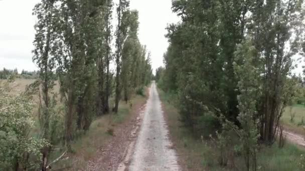 Tunn kullerstensstig med träd. Landsbygdslandskap med tom kullerstensväg — Stockvideo