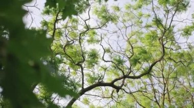 Gün ışığında yemyeşil ağaçların dipteki manzarası. Dalların arasından görünen güneş ışığı