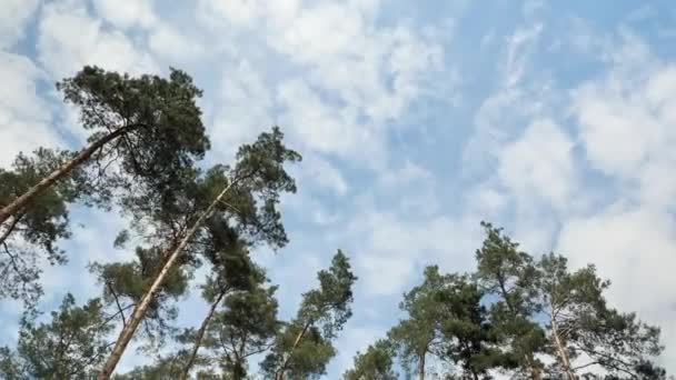 Заоблачное небо пролетело над лесными деревьями. Быстрое движение сосновых деревьев и облаков — стоковое видео