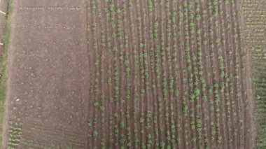 Tarım alanı. Kırsal alan. Yeşil ekili tarlalar. Bitkileri olan yeşil tarlalar