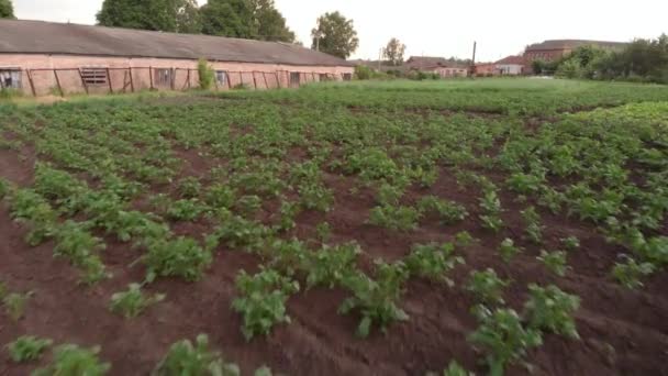 Картошка, посаженная в саду. Зеленый картофель растений на дому небольшой плантации — стоковое видео