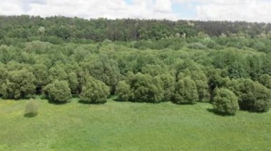Yazın kırsal kesimde. Ağaçları ve çayırı olan yeşil güzel bir orman. Destansı manzara