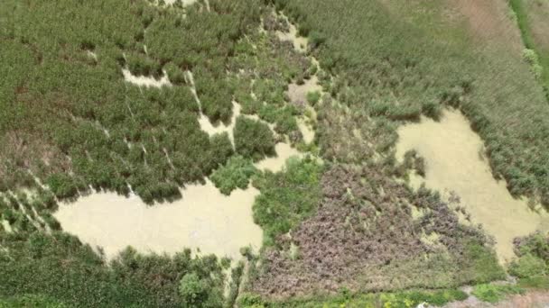 Pântano de cima. Drone deslizando acima do pântano no verão. Bela natureza selvagem — Vídeo de Stock