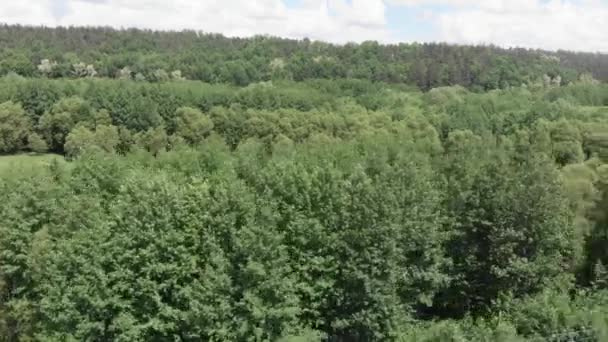 Yeşil orman manzarası. Büyük yaprak döken orman. Yeşil ağaçlar. Güzel vahşi doğa — Stok video