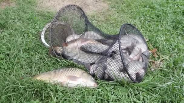 Fish catch. Caught fish in fishing landing net lies on grass — Stock Video