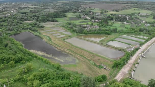 Allevamento. Stagno per l'allevamento di pesci carpa. Crescita e pesca in allevamento ittico — Video Stock