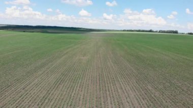 Yeşil mısırla ekilmiş tarla. Tarım alanı. Yeşil çimenli çayır