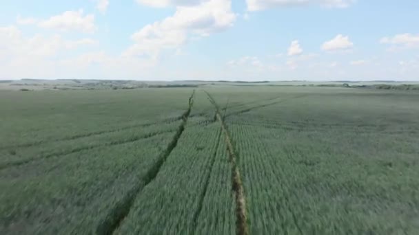 Campi verdi e prati contro il cielo blu. Contadino. Campi agricoli di frumento verde — Video Stock