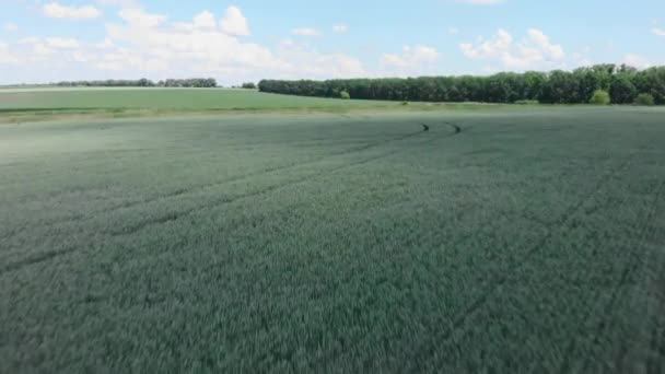 Feld mit grünem Weizen. Grüne Wiese, Luftaufnahme. Landwirtschaft und Landwirtschaft — Stockvideo