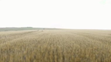 Güneş doğarken buğday tarlası. Tarım alanının üzerinde uçuyorlar. Günbatımında sarı çayır