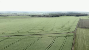Yeşil çavdar tarlası. Yeşil buğday tarlası olan tarım arazisi. Çayırın üzerinden uçmak