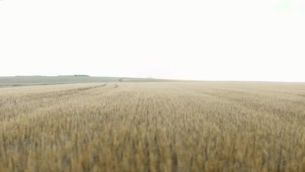 Campo de trigo ao nascer do sol. Voando sobre o campo agrícola. Prado amarelo ao pôr do sol — Vídeo de Stock