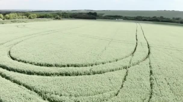 Agronomi konsepti. Çiftçilik ve hasat. Yeşil buğday tarlası. Yeşil çayır üzerinde uçuş — Stok video