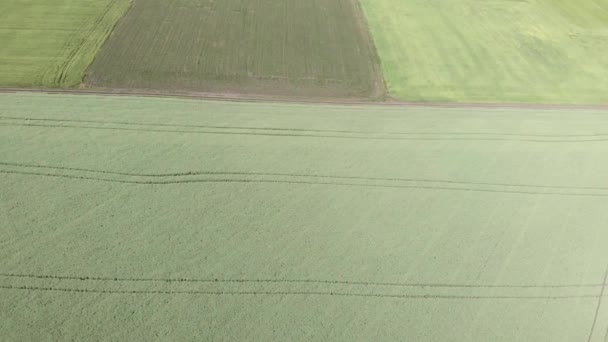 Campos verdes agrícolas cultivados. Agronomia e agricultura. Cultivo de alimentos biológicos — Vídeo de Stock