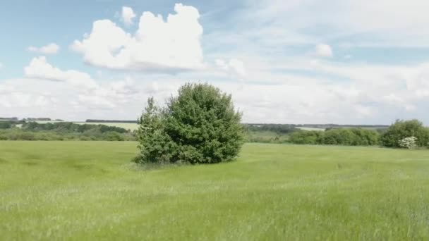 绿色草地上的树。绿地史诗般的乡村风景。农业领域 — 图库视频影像