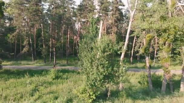 Ciclista su strada ciclista ciclismo esercizio di formazione. Donna in bicicletta al tramonto — Video Stock