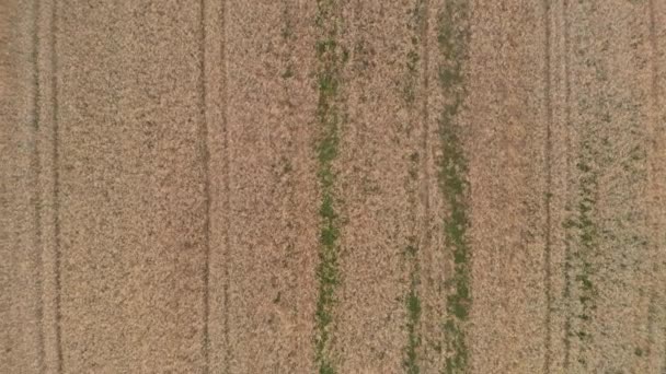 Campo de centeno agrícola sin fin en el día de verano. Drone volando sobre el campo de cebada — Vídeos de Stock