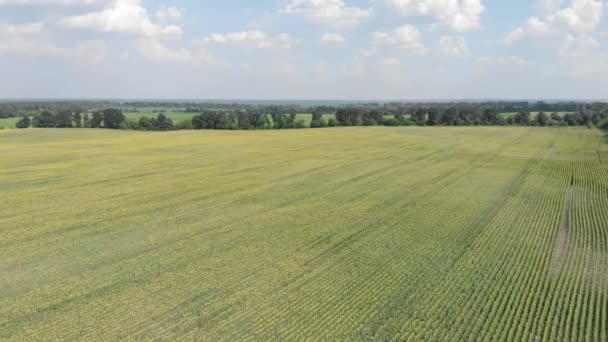 Flight over the sunflower field. Beautiful countryside landscape. Golden sunflower field — Stok video