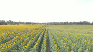 Golden sunflowers. Flight over sunflower field. Blooming sunflower field in sun