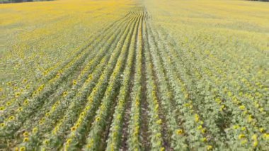 Yellow sunflowers blooming. Harvesting and agriculture concept. Agribusiness