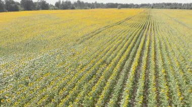 Blooming sunflowers in sun. Sunflower fields. Agriculture. Aerial view of sunflowers