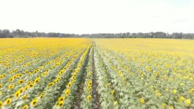 Flight over sunflower field at summer. Epic countryside background with sunflowers blooming in sun