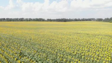 Sunflowers fields. Agriculture environmental protection. Crop in agriculture
