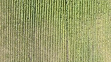 Agriculture sunflower field. Rural landscape. Crop in agriculture. Harvesting and growing