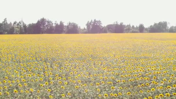 Field with sunflowers. Golden sunflowers blooming in sun. Sunflower agriculture field — Stock Video
