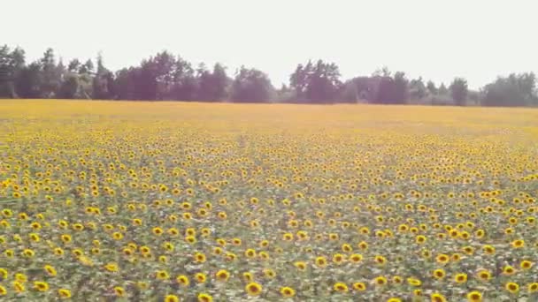 Поле соняшників. Збирання врожаю та агрономія. Сільськогосподарське поле. Цвітуть соняшники влітку — стокове відео